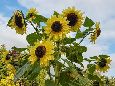 How to Gain Emotional Intelligence